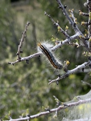 Malacosoma incurva