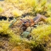 Northern Clearwater Crayfish - Photo (c) Michelle Herman, some rights reserved (CC BY-NC), uploaded by Michelle Herman