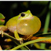 Mediterranean Tree Frog - Photo (c) moroccoherps, some rights reserved (CC BY-NC-SA), uploaded by moroccoherps