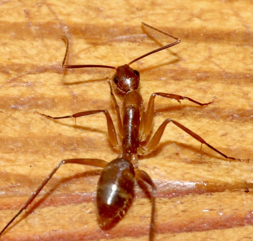 Camponotus conspicuus williamsiCamponotus conspicuus williamsi