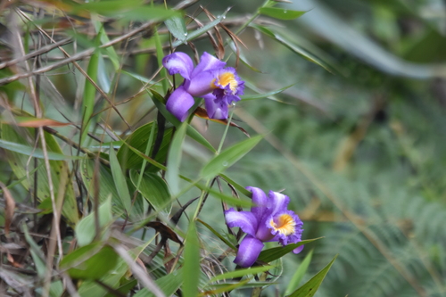 Foto de Sobralia