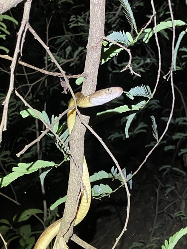 Brown Tree Snake sighting