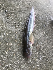 Gobionellus oceanicus