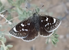 Hesperopsis libya