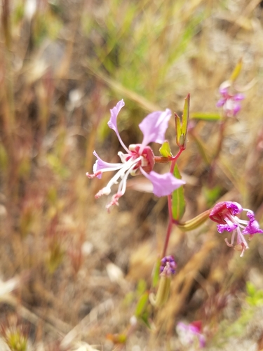 Clarkia tembloriensis ssp. tembloriensis