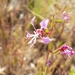 Clarkia tembloriensis tembloriensis - Photo 由 joshuasexton 所上傳的 (c) joshuasexton，保留部份權利CC BY-NC-ND