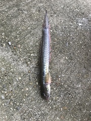 Gobionellus oceanicus