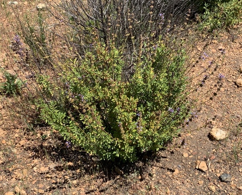 Munz's sage