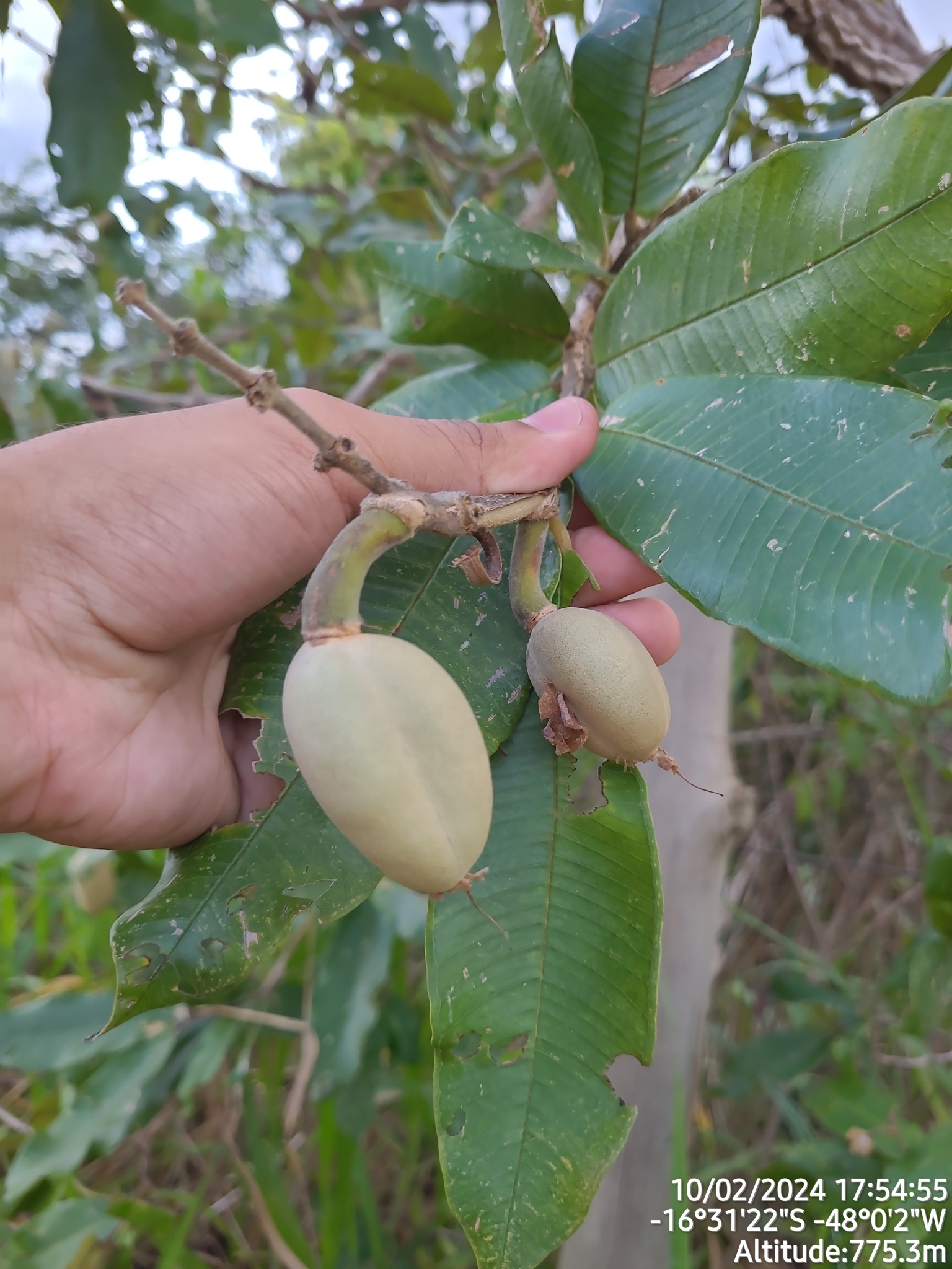 Imagem de Pau-Terra