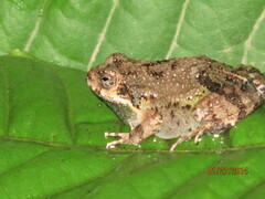 Guayaquil Dwarf Frog photo 2