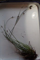 Rhynchospora harveyi