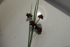 Rhynchospora harveyi