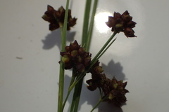 Rhynchospora harveyi