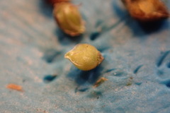 Rhynchospora harveyi