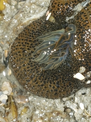 Bunodosoma cavernatum image