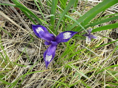 Iris ruthenica