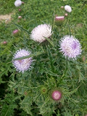 Cirsium japonicum australe