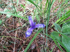 Iris ruthenica