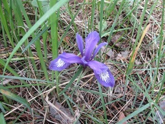 Iris ruthenica