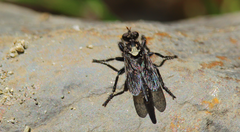 Pritchardia hirtipes