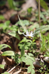 Erythronium albidum