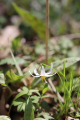 Erythronium albidum
