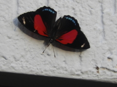 Catagramma pygas cyllene