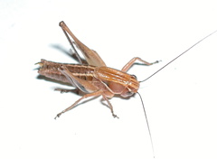 Decticita balli