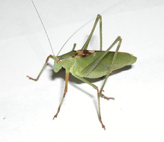 Platylyra californica