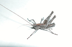 Mohavacris timberlakei