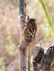 Megatibicen tremulus