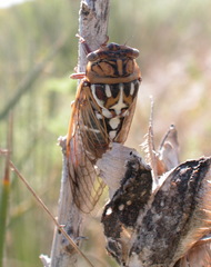 Megatibicen tremulus