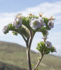 Phacelia lyonii