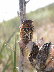 Megatibicen tremulus