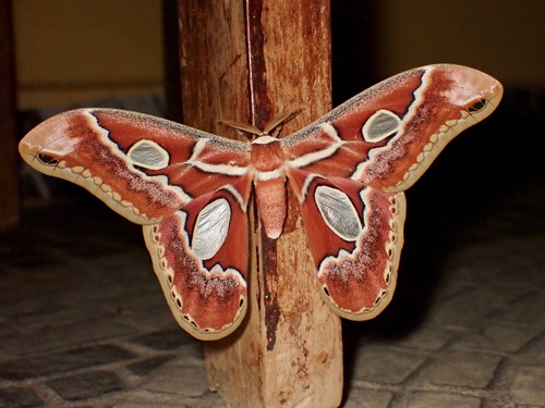 Rothschildia prionia