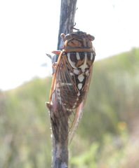 Megatibicen tremulus