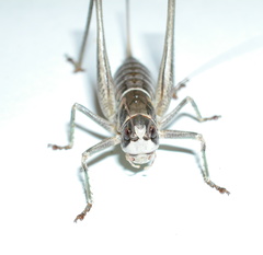 Pediodectes stevensonii