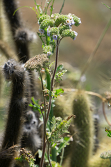 Phacelia lyonii