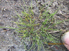 Isolepis basilaris