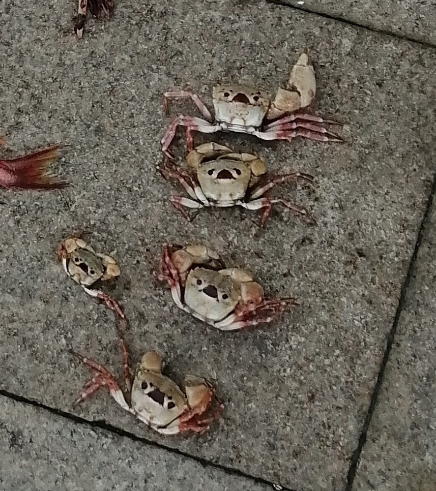 Eucrate solaris from 普陀区沈家门 on January 29, 2021 at 0111 PM by 李博恒