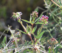 Trifolium palmeri