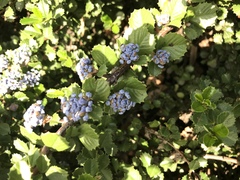 Ceanothus gloriosus