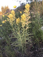 Castilleja sessiliflora