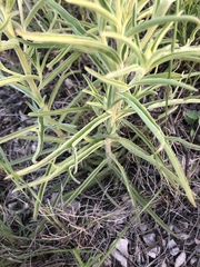 Castilleja sessiliflora