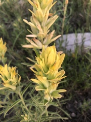 Castilleja sessiliflora