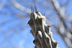 Stenocereus beneckei, photograph (c) P Gonzalez Zamora, some rights reserved (CC BY)