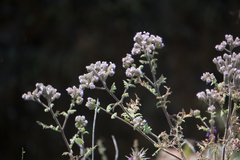 Phacelia floribunda