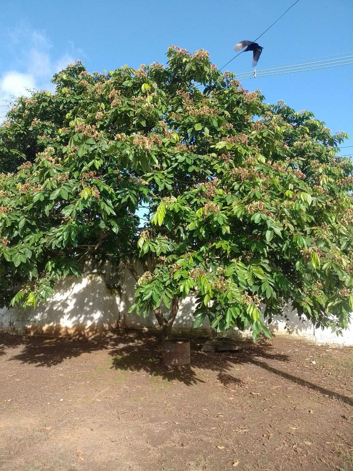 Inga edulis