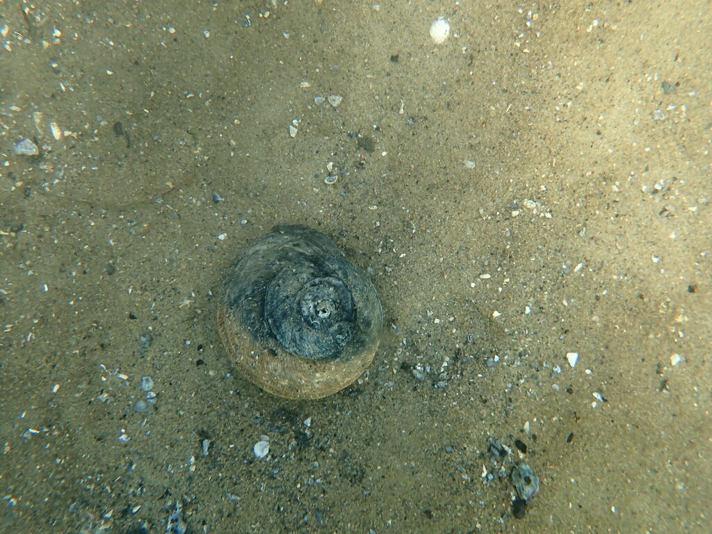 Rough turban shell from Sydney NSW, Australia on February 13, 2024 at ...