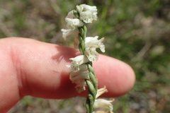 Spiranthes praecox